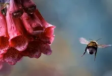 nature flowers water drops macro bees dew foxgloves 1920x1080 wallpaper Art HD Wallpaper